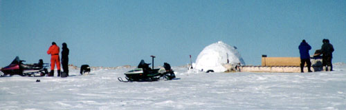 Igloo, skidoos - other visitors!