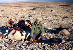 Doug cleaning caribou skin
