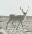 caribou.jpg - 8562 Bytes