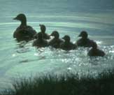 eiderducks.jpg - 10267 Bytes