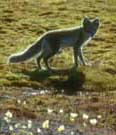 fox.jpg - 12478 Bytes