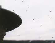 mosquitos.jpg - 7130 Bytes