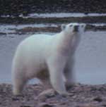 polarbear.jpg - 9232 Bytes