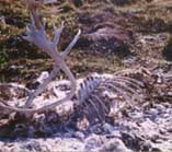 wolfkill.jpg - 16083 Bytes