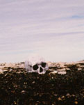 skull at Schwatka site