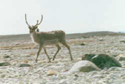 Caribou